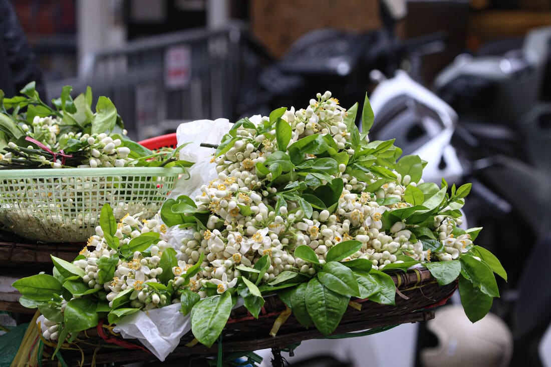 Explora la temporada de flores de primavera en el norte de Vietnam
