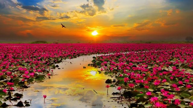 Guía de las estaciones de floración en Tailandia
