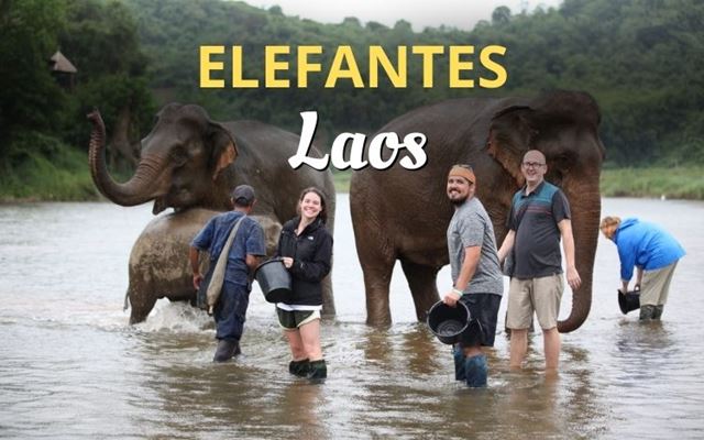 Dónde ver elefantes en Laos: El alma de la cultura laosiana