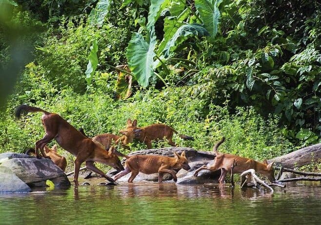 vida silvestre en isan tailandia