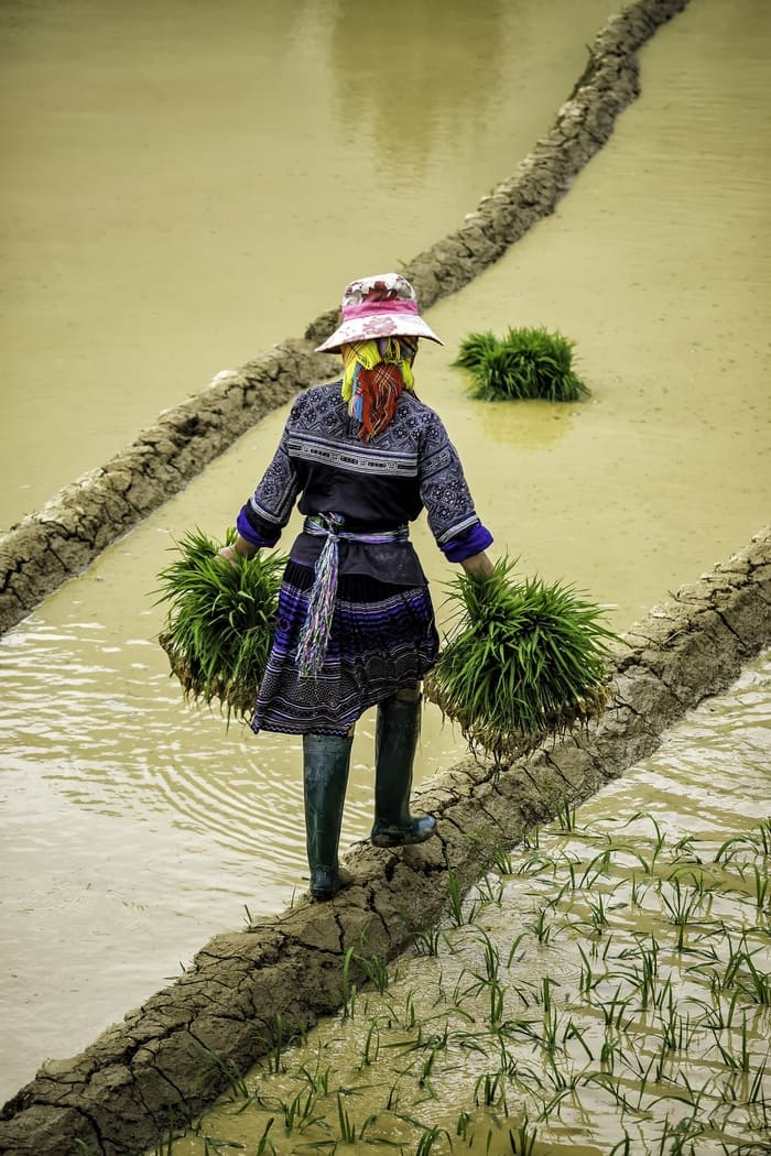 mu cang chai