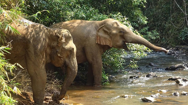 elefantes en mondulkiri
