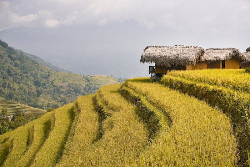 arrozales en vietnam