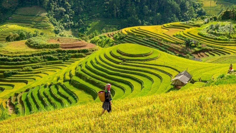 vietnam del norte - mu cang chai