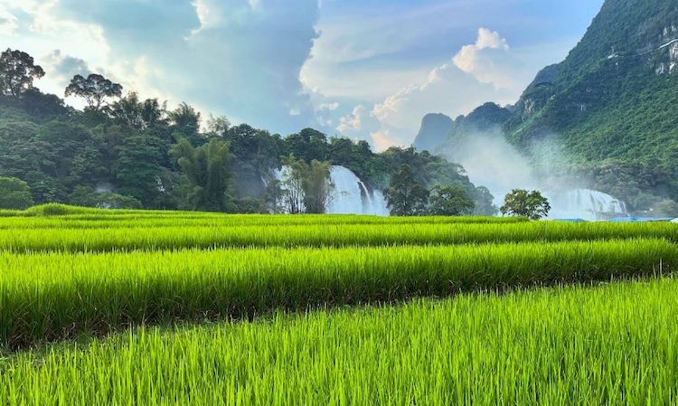 campos de arroz en cao bang