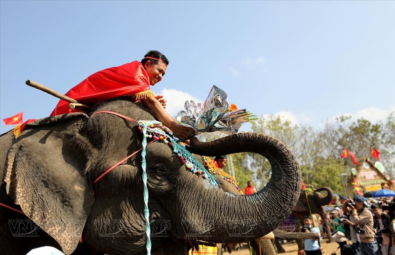 elefante buon don