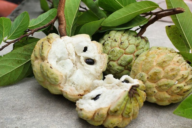 fruta vietnam - chirimoya