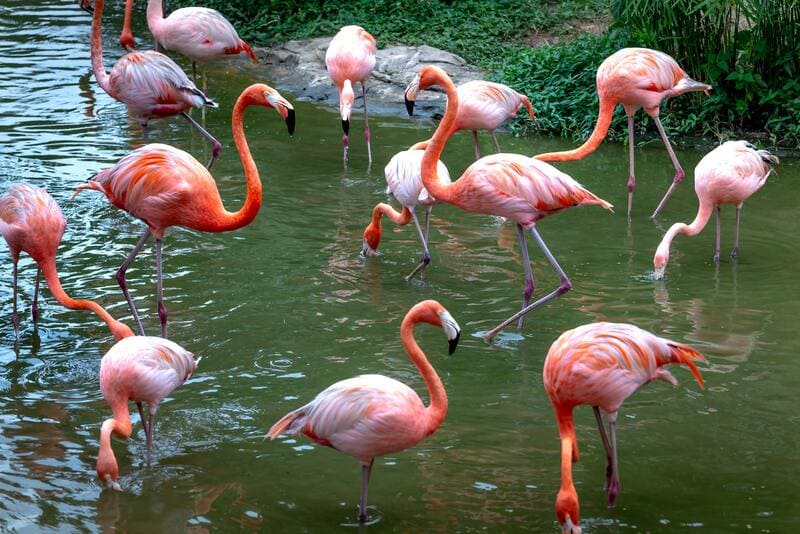 Flamencos en el Safari Phu Quoc