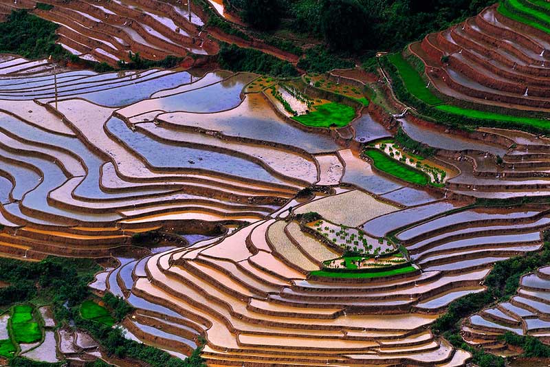 campos de arroz