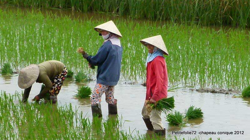 vietnam sombrero - non la - campos de arroz