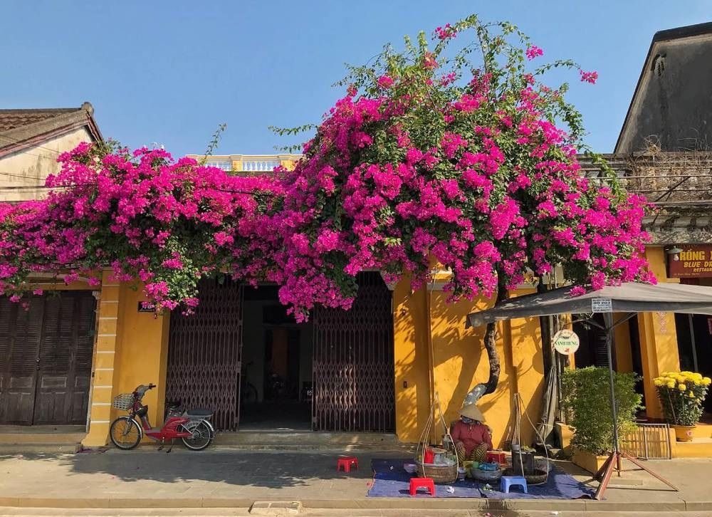 flores en casco antiguo hoi an