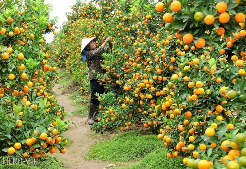 can tho - jardines de frutas vietnamitas