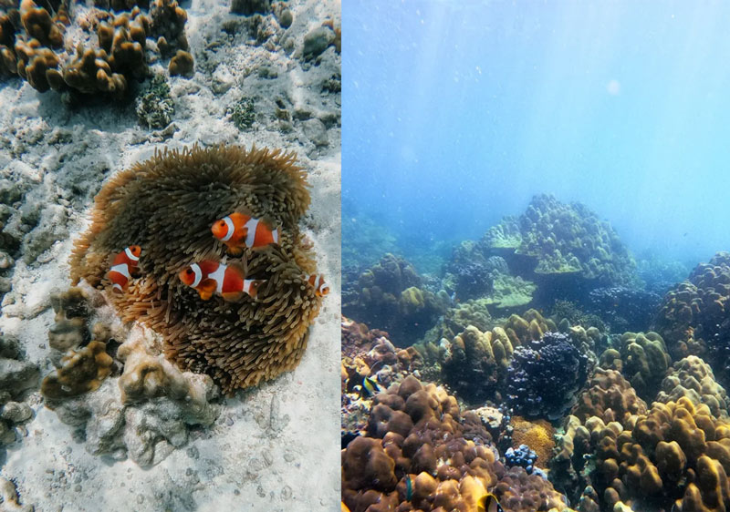 peces en koh lipe