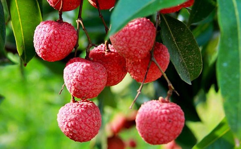 lichi vietnamita - fruta vietnam