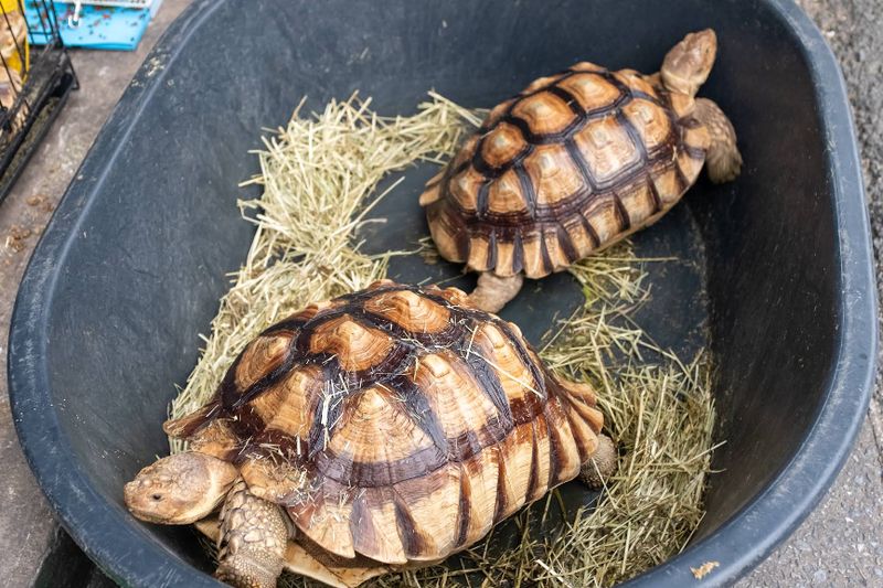 mercado chatuchak - se venden tortugas - animales