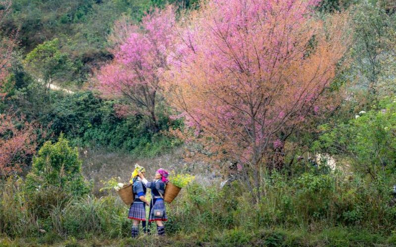 valle muong hoa - temporada de flor