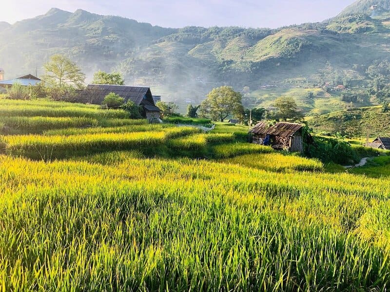 valle muong hoa - temporada de arrozales