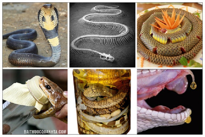 tipos de serpiente