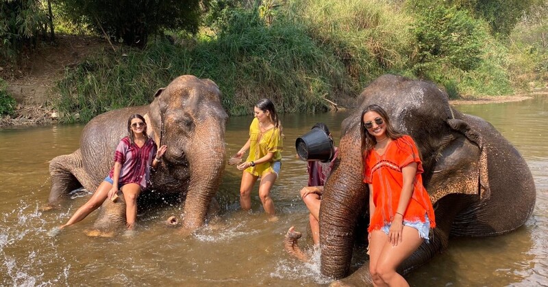 elefante tailandes