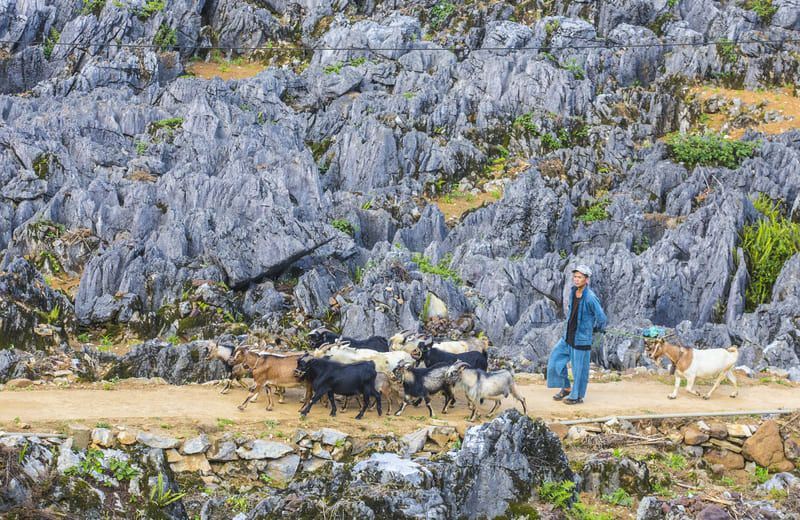  Dong Van, la meseta de piedra caliza más gigantesca de Vietnam