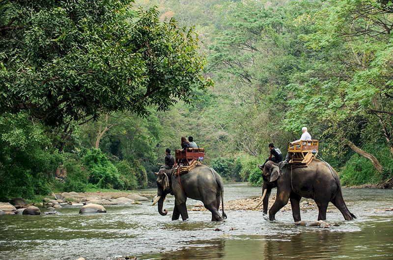 Montar en elefante por los bosques